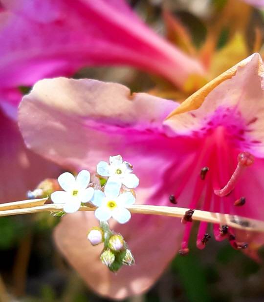 철쭉과 함께 핀 꽃마리. 2020년 4월27일 용산 대통령실(옛 국방부) 무궁화동산에서