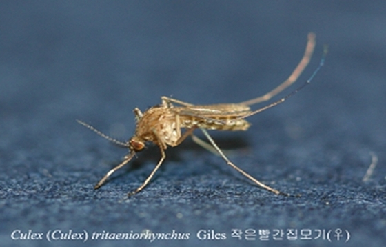 일본뇌염 매개모기인 작은빨간집모기 암컷.ⓒ News1