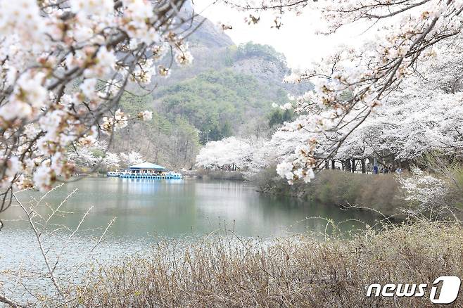 전국에서 가장 늦게 피는 벚꽃으로 유명한 마이산 벚꽃이 이달 10일께 만개할 것으로 예상된다. 탑영제에 벚꽃이 활짝 피었다.(진안군제공)2024.4.8/뉴스1