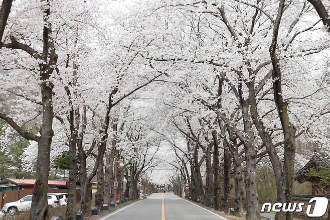 전국에서 가장 늦게 피는 벚꽃으로 유명한 마이산 벚꽃이 이달 10일께 만개할 것으로 예상된다. 이산묘와 탑사를 잇는 2.5㎞의 벚꽃 터널은 화려함으로 장관을 이루며 상춘객들의 설레는 마음을 사로잡는다.(진안군제공)2024.4.8/뉴스1