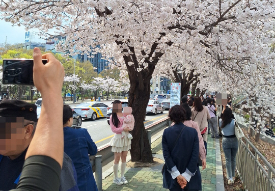 아기를 안고 나온 한 시민이 서울 여의도 한강공원 내 벚꽃 나무에서 기념 사진을 찍고 있다.<박상길 기자>