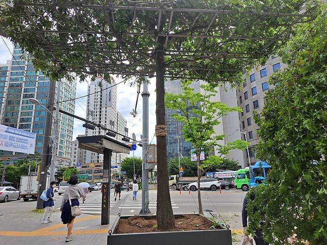 서울 동작구의 건널목에 설치된 그늘나무. 버스 시야를 방해하지 않는다. 비알티 자투리땅에 이런 그늘나무를 심을 수 있다. 부산그린트러스트 제공