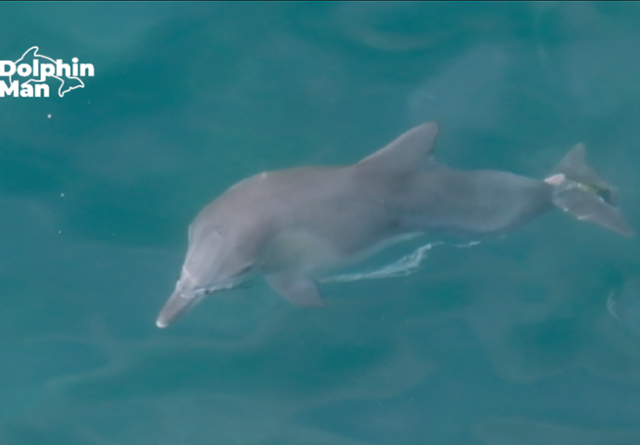 낚싯줄이 얽힌 채 힘들게 유영하는 종달이의 모습. 제주 돌고래 긴급구조단 제공