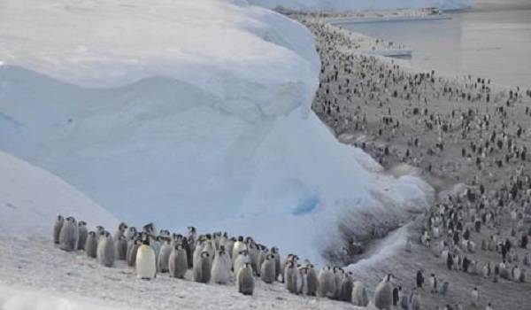 남극 브런트빙상 서식지의 황제펭귄들. Christoper Walton 제공, 연합뉴스