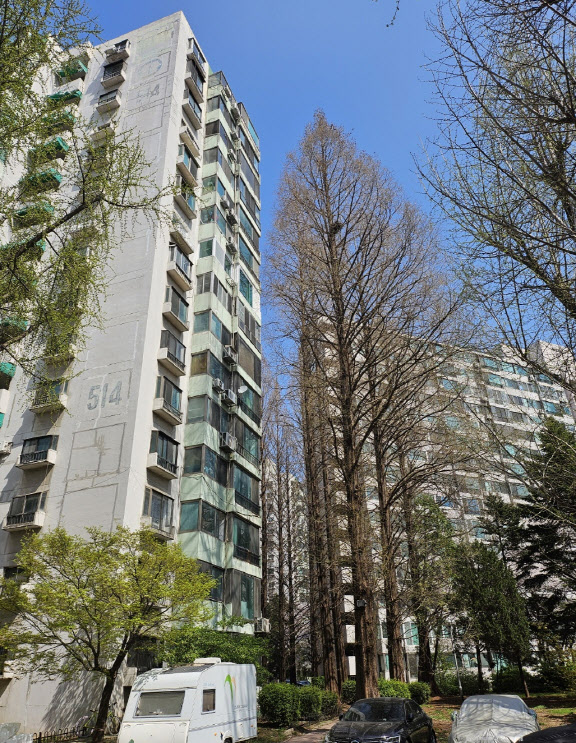 아파트 십층 이상 높이까지 자란 잠실주공5단지 메타세쿼이아 나무.(사진=전재욱 기자)