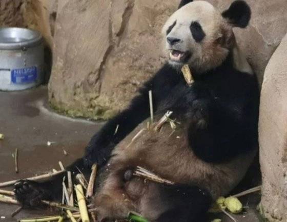 개구장이로 유명한 위안멍. 사진 온라인 커뮤니티 캡처