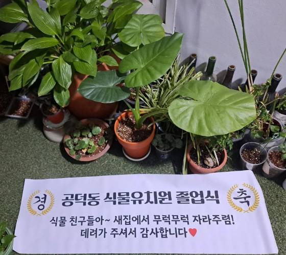 식물유치원 졸업식이라니, 사랑스럽잖아요./사진=공덕동 식물유치원