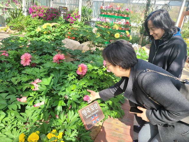 전남 강진의 세계모란공원에서 한 관광객이 자주색 모란꽃을 보고 있다. 강진군