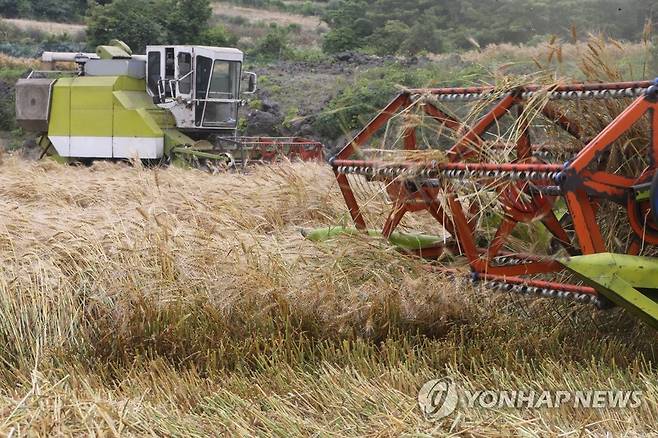 우리밀 수확 [연합뉴스 자료 사진]