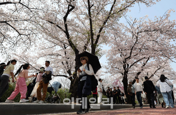 7일 오후 서울 여의도 윤중로에서 시민들이 활짝 핀 봄꽂을 감상하며 산책을 즐기고 있다.(사진=노진환 기자)