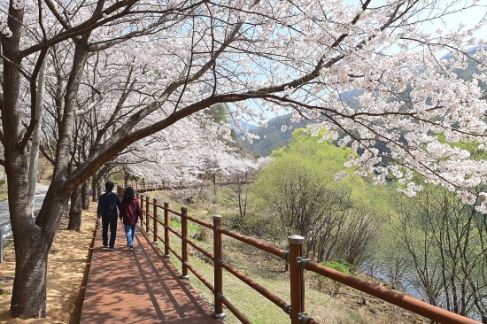 물야저수지 벚꽃길을 걷고있는 관광객