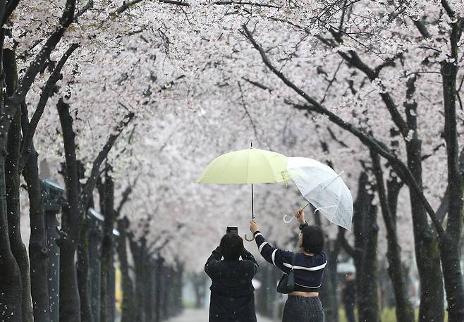 지난 3일 대구 수성구 수성못 벚꽃 산책로에서 시민들이 우산을 서로 들어주며 벚꽃 사진을 찍고 있다. [연합]