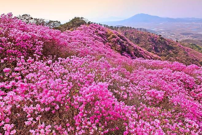 고려산 진달래