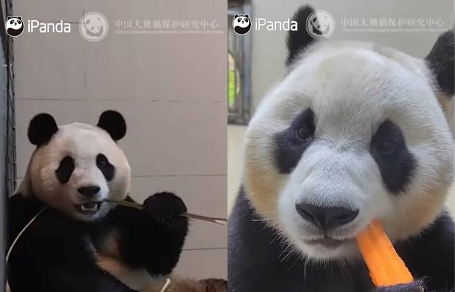지난 10일 중국 자이언트판다보호연구센터에서 공개한 격리 중인 푸바오의 ‘먹방’. iPanda 유튜브 갈무리