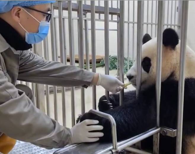 사천성 간 지 일주일이 지난 요즘 푸바오