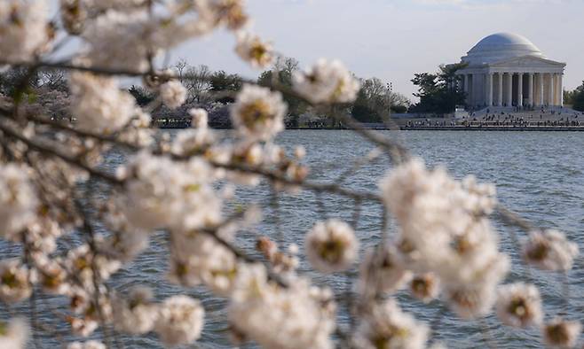 지난 3월 제퍼슨 기념관 앞 타이달 베이슨 근처에 벚꽃이 흐드러지게 피어있다. 1912년 윌리엄 하워드 태프트 대통령 시절 일본이 미국에 기증한 벚나무다. 워싱턴=AP 연합뉴스