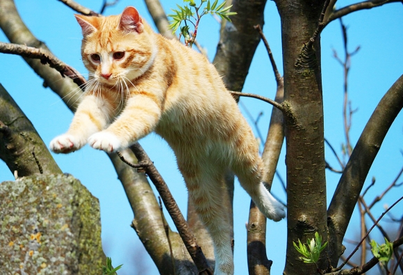 ‘고양이 목숨은 아홉개’(A cat has nine lives)라는 영어 속담이 나오게 된 배경에는 다양한 추측이 제기되고 있다.