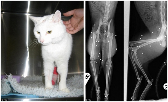 2011년 영국에서는 공기총을 30발이나 맞고도 기적적으로 살아난 고양이 ‘호프’(HOPE)가 화제가 됐다. 오른쪽 사진은 당시 찍은 엑스레이 사진이다.  출처: 데일리메일.