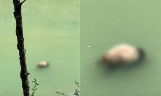 현지시간 11일 중국 쓰촨성에 있는 바오싱현 강에서 익사한 것으로 추정되는 자이언트 판다가 발견돼 당국이 조사에 나섰다. 〈사진=중국 SNS 더우인 캡처〉
