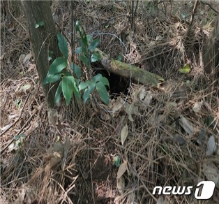 제주 오소리굴 앞에서 발견된 불법 올무(영산강유역환경청 제공)