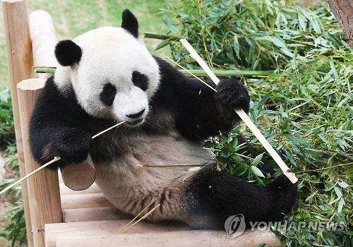 경기도 용인 에버랜드 판다월드에서 대나무를 먹고 있는 수컷 판다 러바오. *사진은 기사 내용과 관련 없음. [연합뉴스]