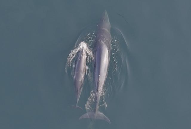 지난 2일 울릉도 해역에서 밍크고래 어미와 새끼가 함께 유영하고 있는 모습. 국립수산과학원 제공