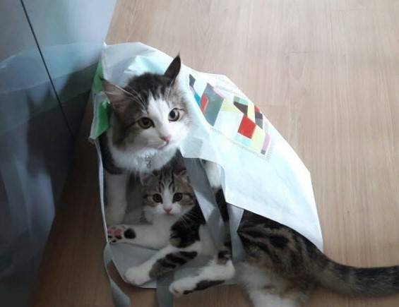 반려묘 / 사진=연합뉴스