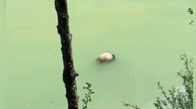 중국 서부 쓰촨성 강가에서 자이언트 판다 사체가 발견됐다. 사진은 쓰촨성 바오싱현 강가에서 어린 자이언트 판다 사체로 추정되는 물체가 물에 떠있는 모습. /사진=중국 중앙(CC)TV 캡처