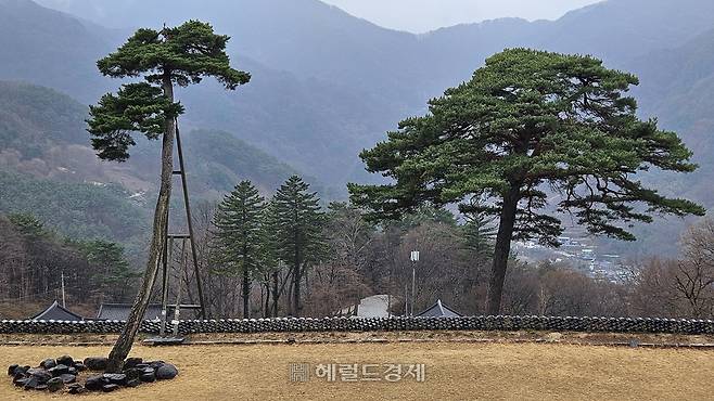 벽송사의 상징인 두 그루의 소나무. 왼쪽이 미인송, 오른편이 도인송이다.
