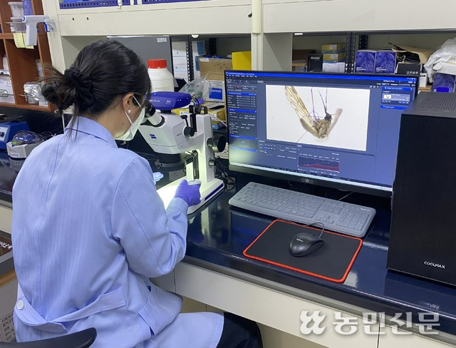 일본뇌염 매개 모기 분류 모습. 경북도보건환경연구원