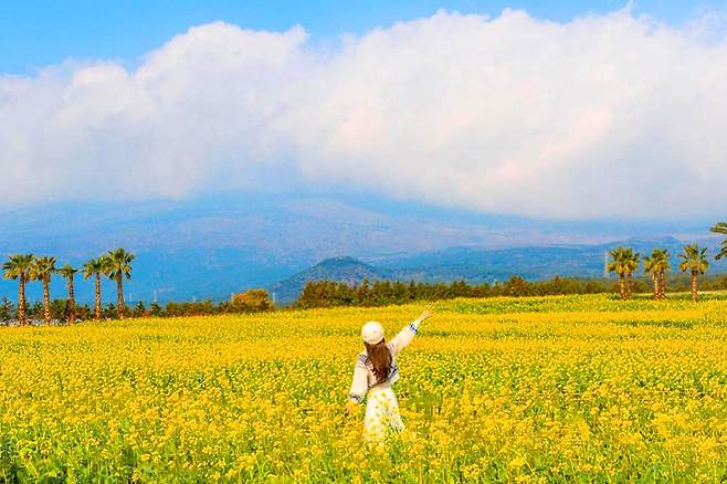 휴애리자연생활공원 유채꽃