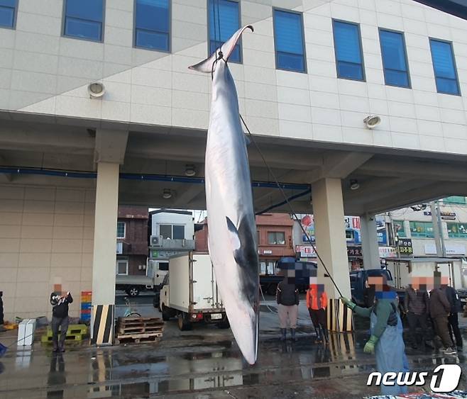 13일 오전 4시 55분쯤 경북 영덕군 병곡면 백석항 동방 3.8㎞ 해상에서 조업하던 배의 그물에 걸려 잡힌 밍크고래.(울진해양경찰서 제공) 2024.4.13 ⓒ News1 김종엽 기자