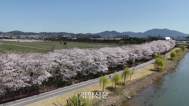 동천 벚꽃. 이윤정 기자