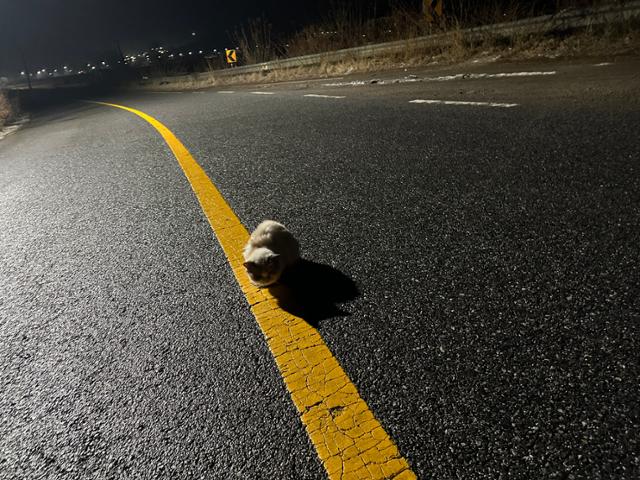 구조 당시 도로 한복판에서 웅크린 채 있던 렉시의 모습. 카라 제공