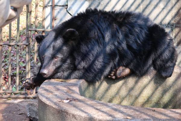 강원도 화천의 한 곰 농장에서 키워진 사육 곰. 허시언 기자