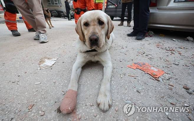 튀르키예에서 구조 활동을 하다 발을 다친 토백이 (연합뉴스)