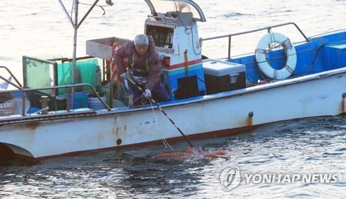 동해안 최북단에서 문어 잡는 어민. [연합뉴스 자료 사진]