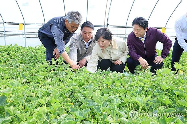 송미령 장관, 참외 작황 점검 (서울=연합뉴스) 송미령 농림축산식품부 장관이 14일 경상북도 성주군 참외 농장을 방문하여 작황을 확인하고 있다. 2024.4.14 [농림축산식품부 제공. 재판매 및 DB 금지] photo@yna.co.kr