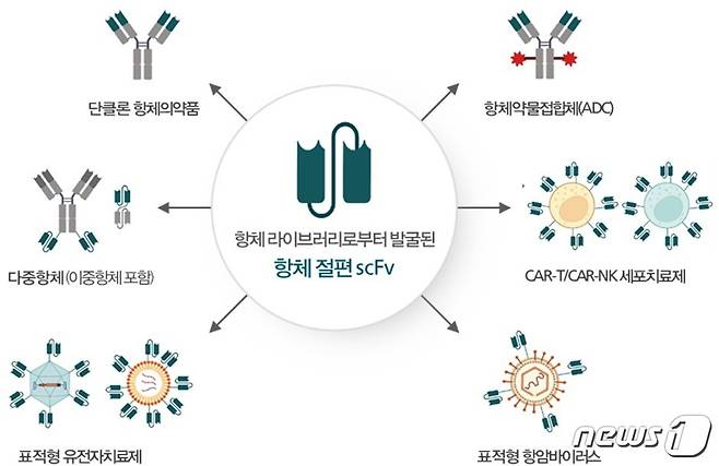 바이오의약품 내에서 플랫폼으로써의 항체.(와이바이오로직스 제공)/뉴스1ⓒ 뉴스1