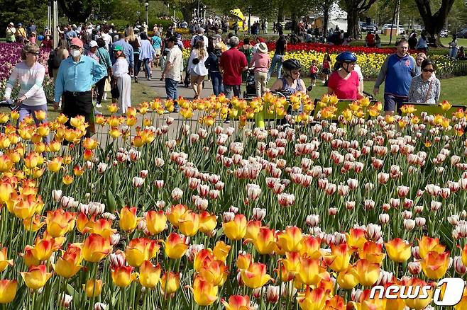 캐나다 오타와 커미셔너 공원에서 튤립 축제가 열리고 있다. 캐나다 튤립 축제는 매년 5월 온타리오주(州) 오타와에서 열리며, 튤립 100만 송이 이상이 전시돼 세계에서 가장 큰 규모를 자랑한다. 2023.05.12/ ⓒ AFP=뉴스1 ⓒ News1 권진영 기자