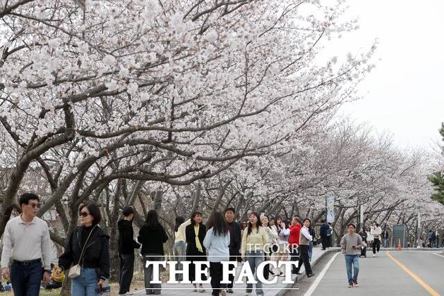 완연한 봄 날씨를 보인 지난 14일 영암군 '왕인박사유적지' 일대를 찾은 관광객들이 만개한 벚꽃을 바라보며 즐거운 시간을 보내고 있다./영암군