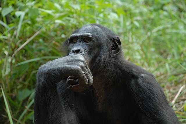 보노보는 모계중심사회를 이루며, 수컷은 주로 영역을 지키고 동맹을 맺으며 덜 공격적인 모습을 보이며 성관계로 갈등을 해결해 ‘히피 침팬지’라고도 불린다. 위키피디아 코먼스