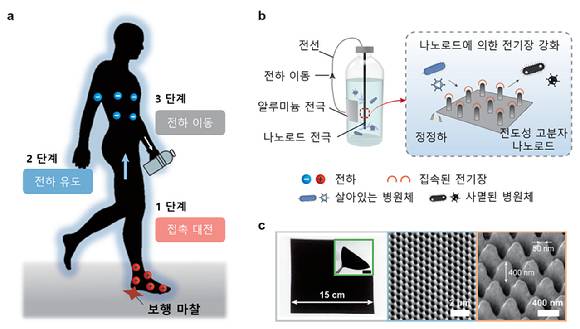 인체정전기와 전도성 고분자 나노로드를 활용한 병원체 제어 매커니즘. (a) Step 1 접촉 대전에 의한 전기장 형성. Step 2 전기장에 의한 전하 이동. Step 3 휴대용 물통으로 전하 이동. (b) 오염수 정화 물통의 구성. 인체정전기가 전달된 물통은 나노로드에 의해 전기장이 강화되어 전기천공법에 의해 바이러스 및 박테리아를 사멸시킴 (c) 전도성 고분자 나노로드 이미지 [사진=한국연구재단]