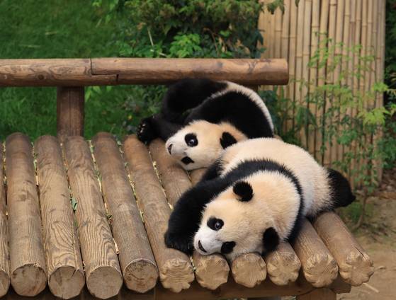 Everland releases photos of Fu Bao's twin siblings celebrating 100 days