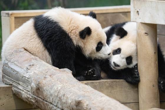 Everland releases photos of Fu Bao's twin siblings celebrating 100 days