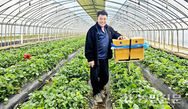 전북 익산의 딸기농가 김연진씨는 살충제 대신 천적을 활용해 해충을 방제하고 있다.