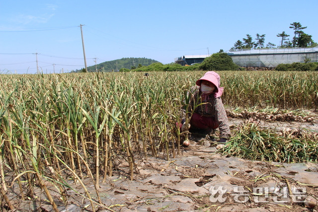 제주 서귀포시 대정읍에 있는 한 농장에서 농민이 마늘을 수확하고 있다. 사진은 기사의 특정 내용과 관련 없음.