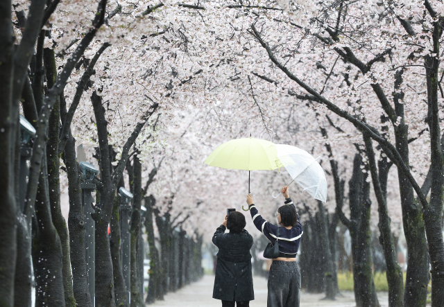 ▲ 시민들이 우산을 서로 들어주며 벚꽃 사진을 찍고 있다. ⓒ연합뉴스