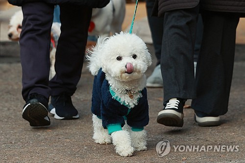 강아지 [연합뉴스 자료사진]