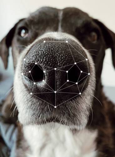 개 코 무늬 [창원시 제공. 재판매 및 DB 금지]